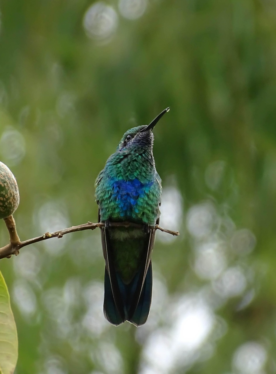 Naturaleza colombiana para experiencias de bienestar